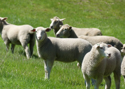 Shazam Lamb at Zammit Pastoral Farms