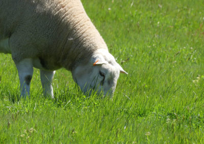 Shazam Lamb at Zammit Pastoral Farms